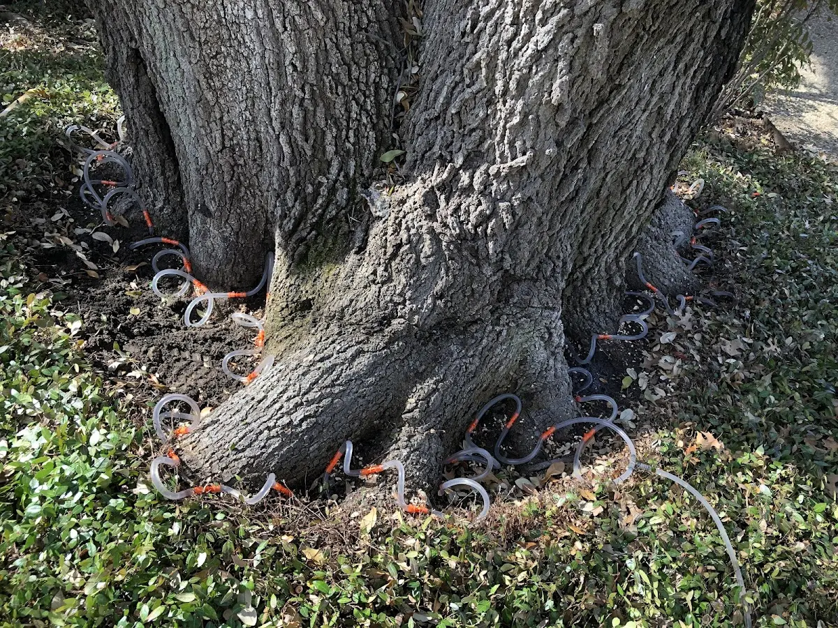 Detailed Tree Cabling and Bracing job site in Embarrass
