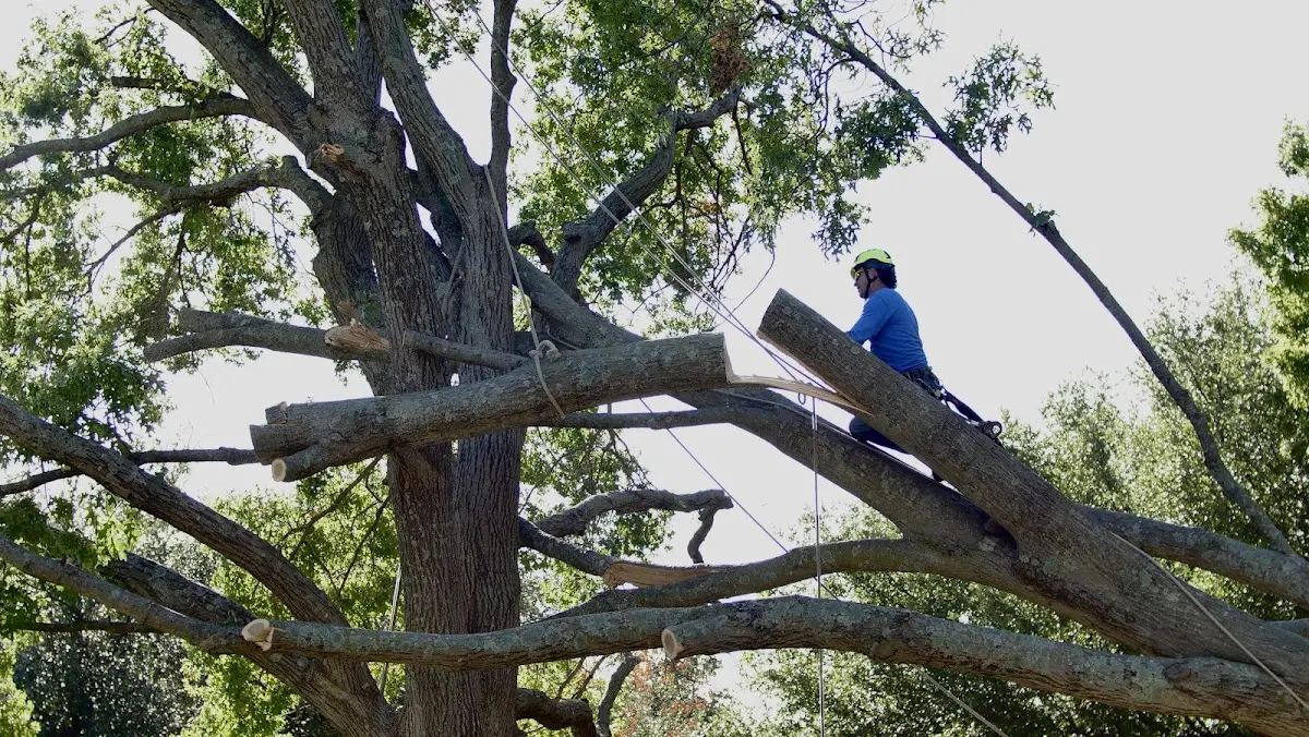 Professional Hazardous Tree Removal performed by certified arborists in Embarrass